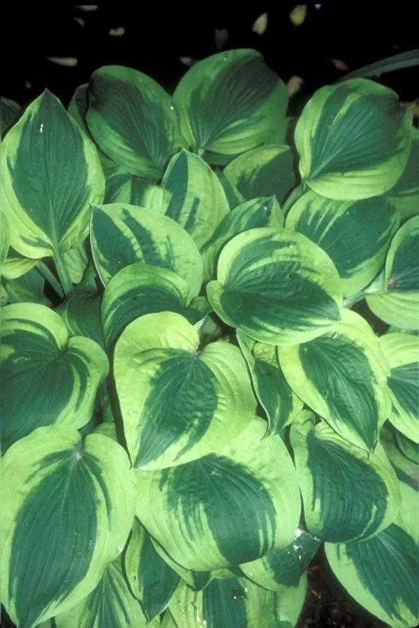 Hosta 'Velvet Moon'