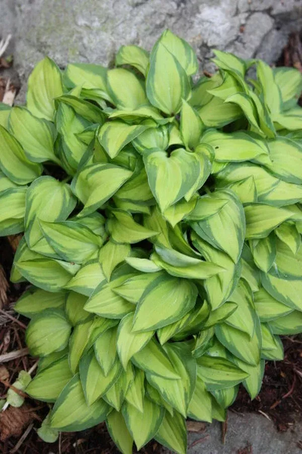 Hosta venusta 'Ki Nakafu Otome'