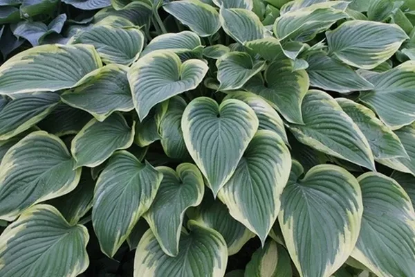 Hosta 'Victory'