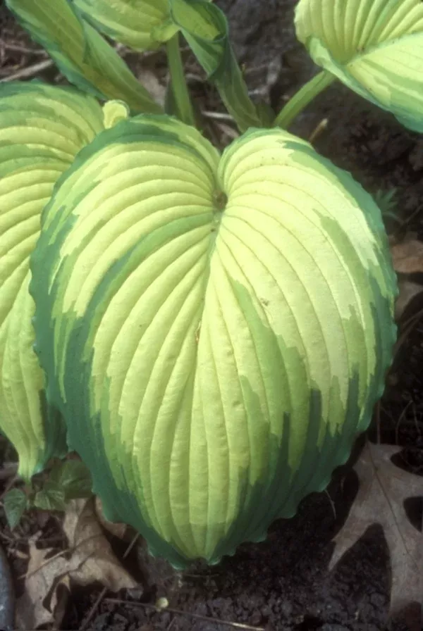 Hosta 'War Paint'