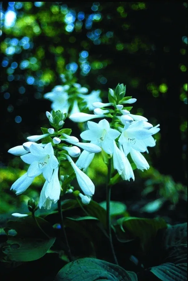Hosta 'Warwick Essence'