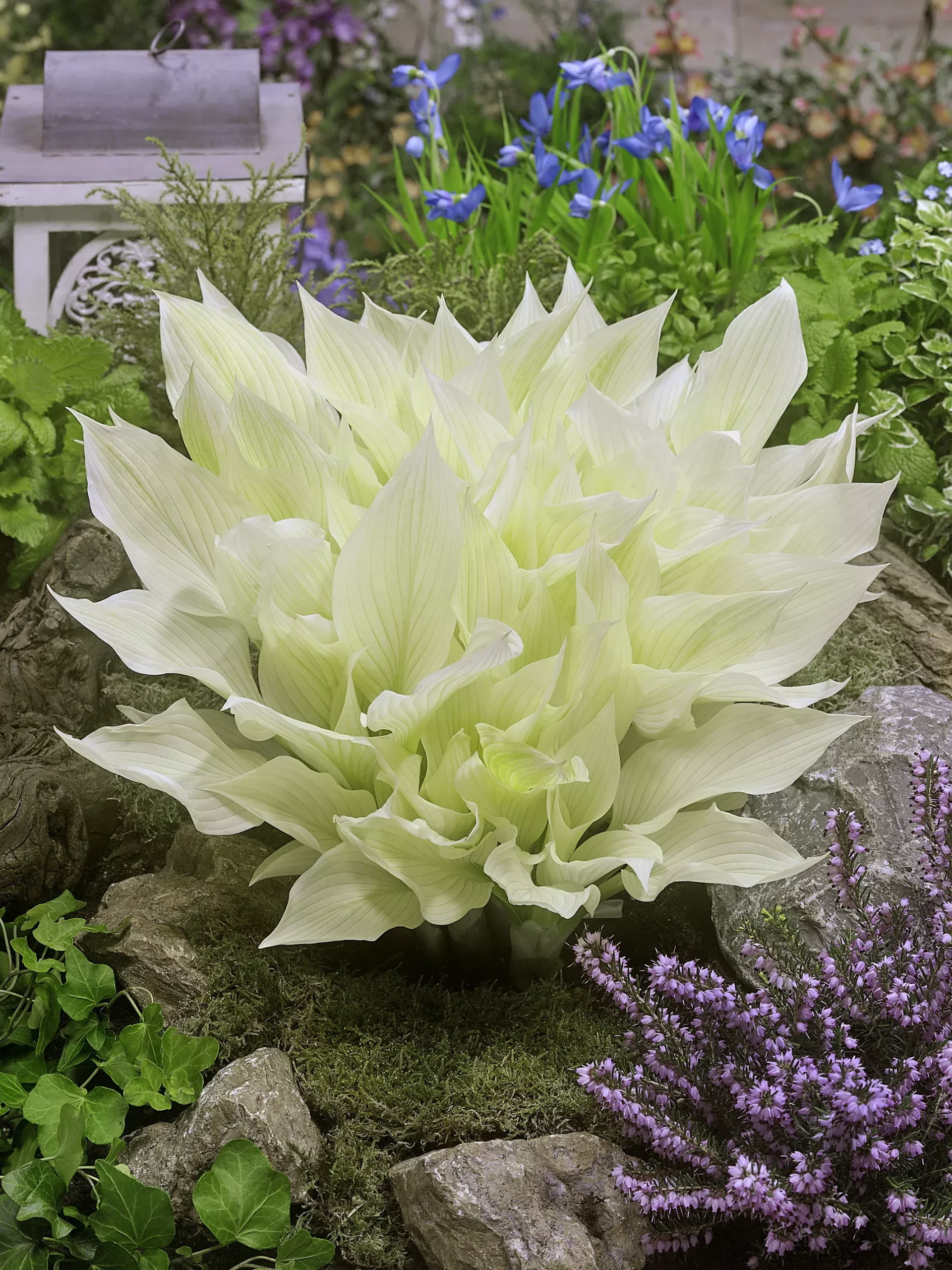 Hosta White Feather