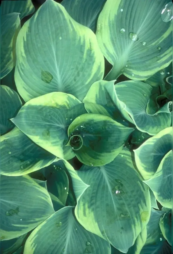 Hosta 'Wooly Mammoth'
