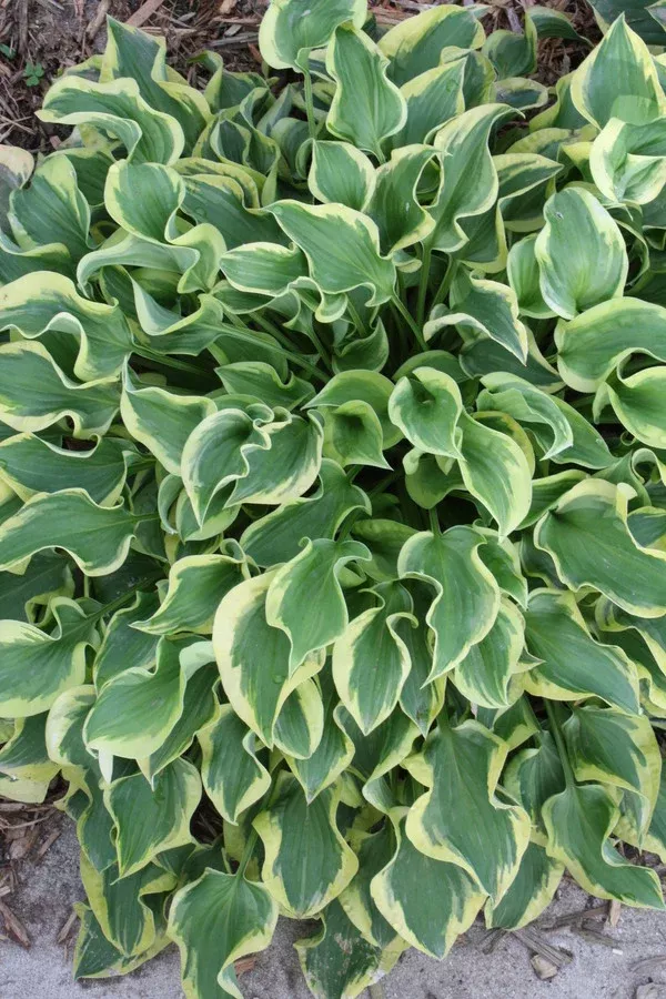 Hosta 'Wrinkle in Time' PP 29,456