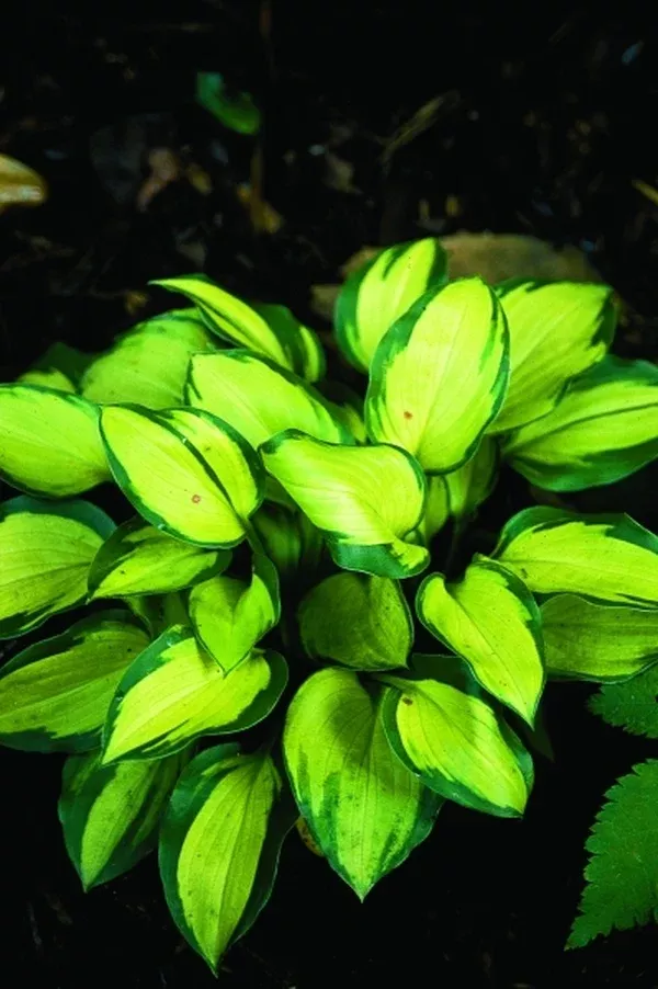 Hosta 'Wylde Green Cream'