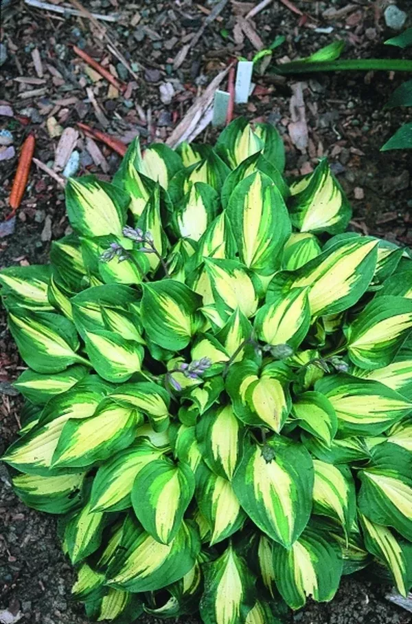 Hosta 'Xanadu'