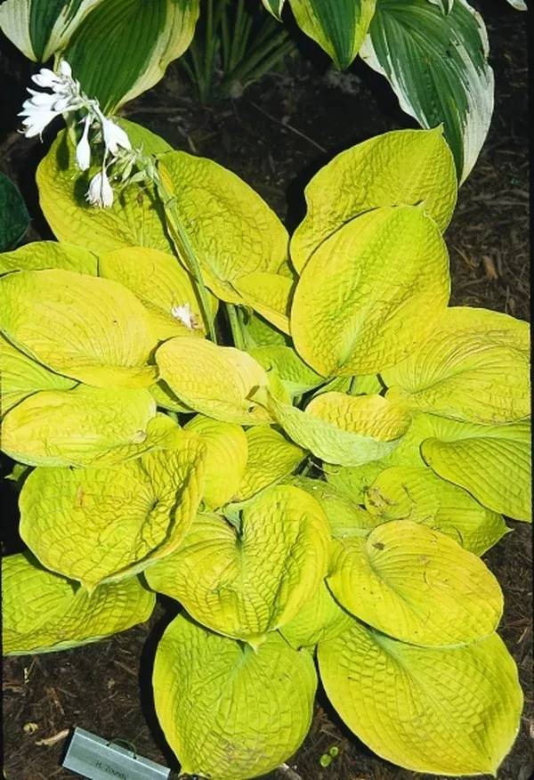 Hosta 'Zounds'