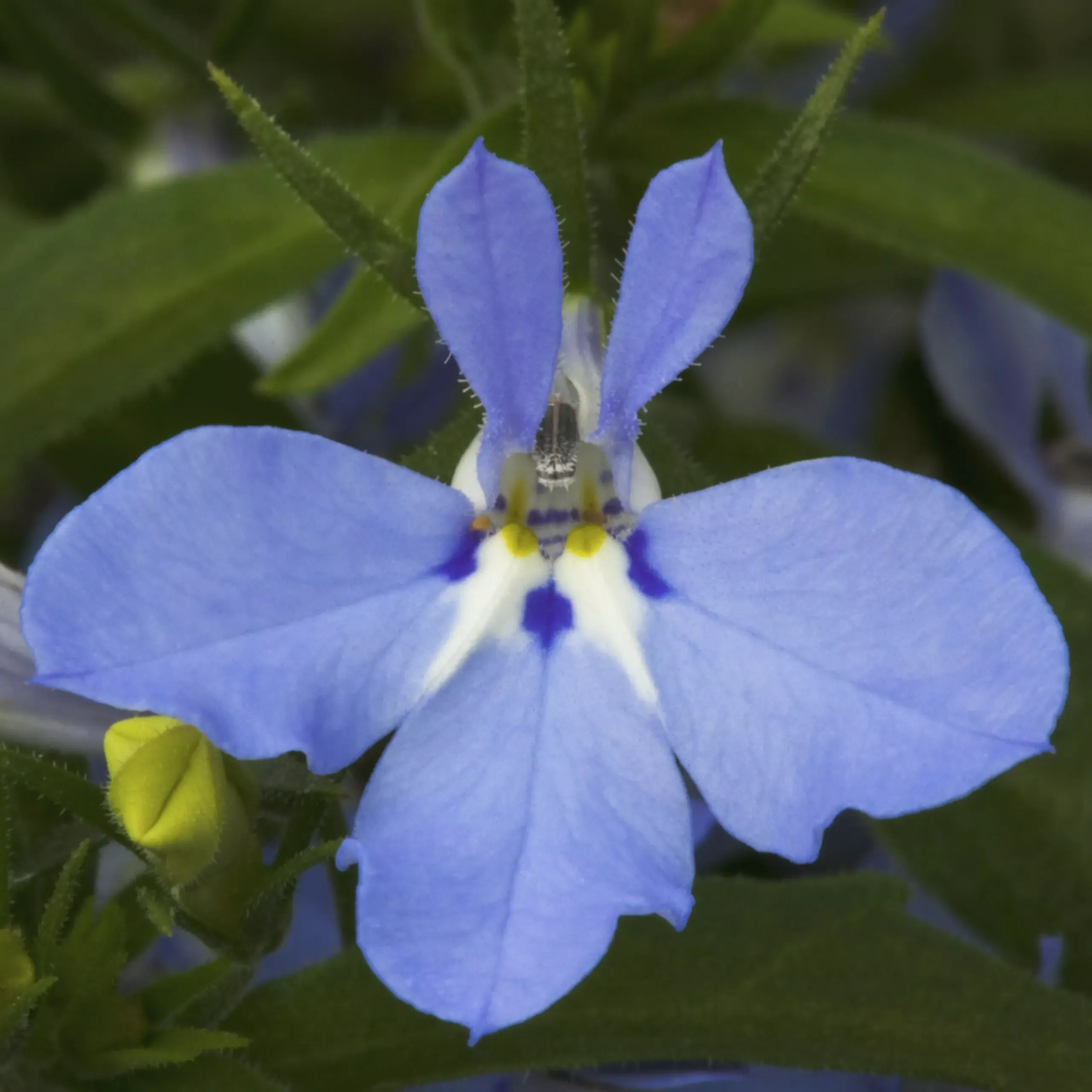 Hot Waterblue Lobelia