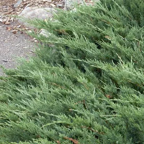 Hughes Juniper