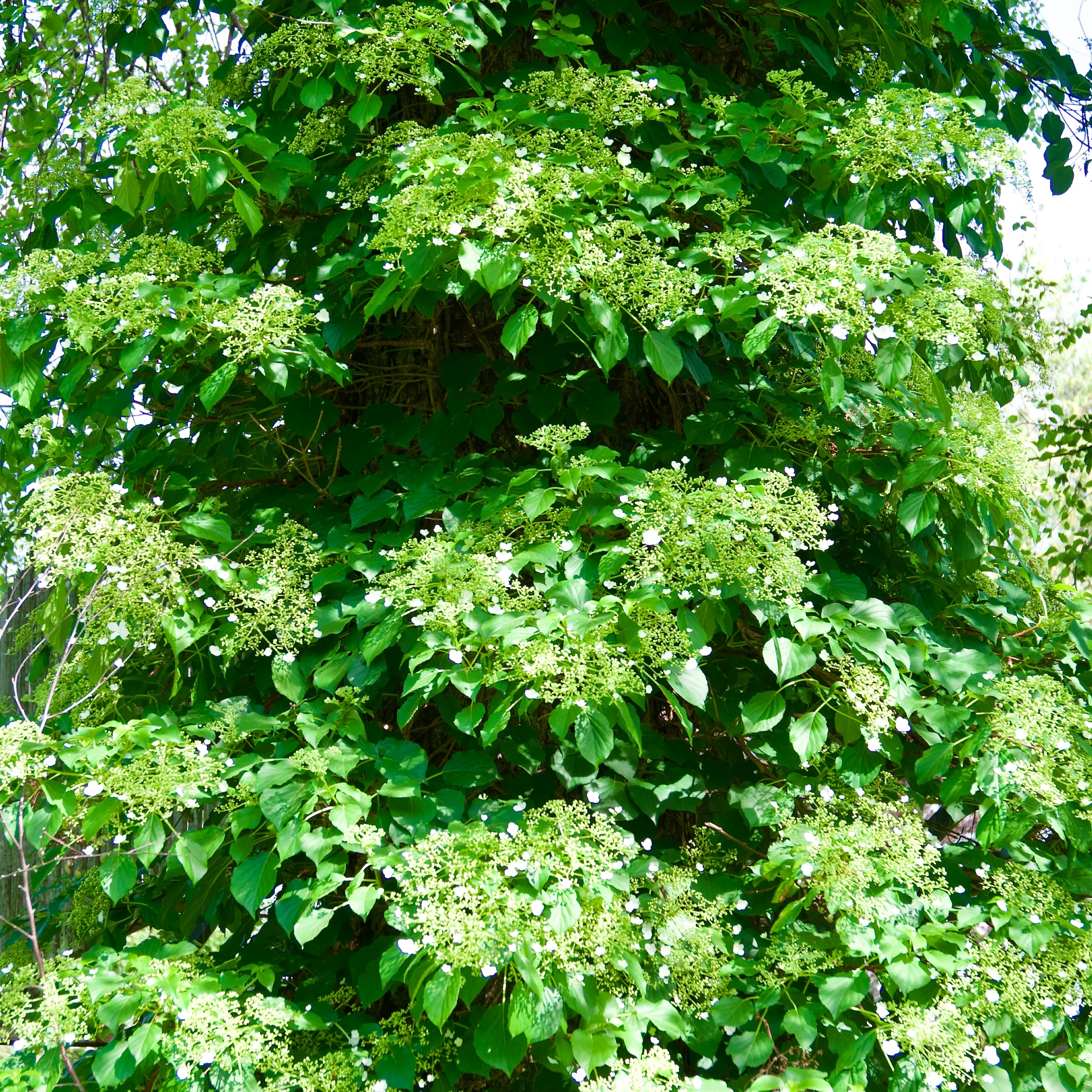 Hydrangea anomala petiolaris (Climbing Hydrangea)