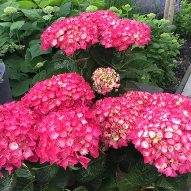 Hydrangea - Everlasting™ Crimson