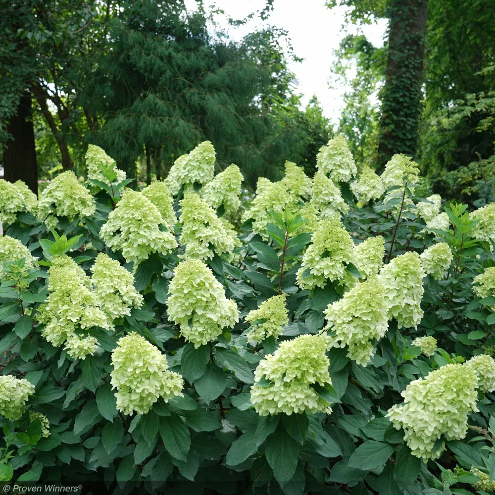 Hydrangea, Limelight Prime #7
