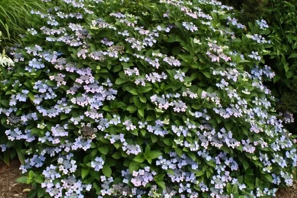 Hydrangea macrophylla f. normalis 'Beaute Vendomoise'