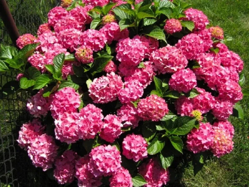 Hydrangea Macrophylla Plant – Pink Big Leaf Hydrangea Bush 5-7 Inch Tall