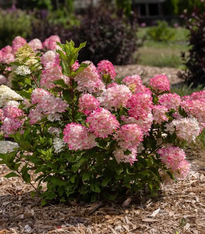 Hydrangea Pan. `Spring Sizzle`