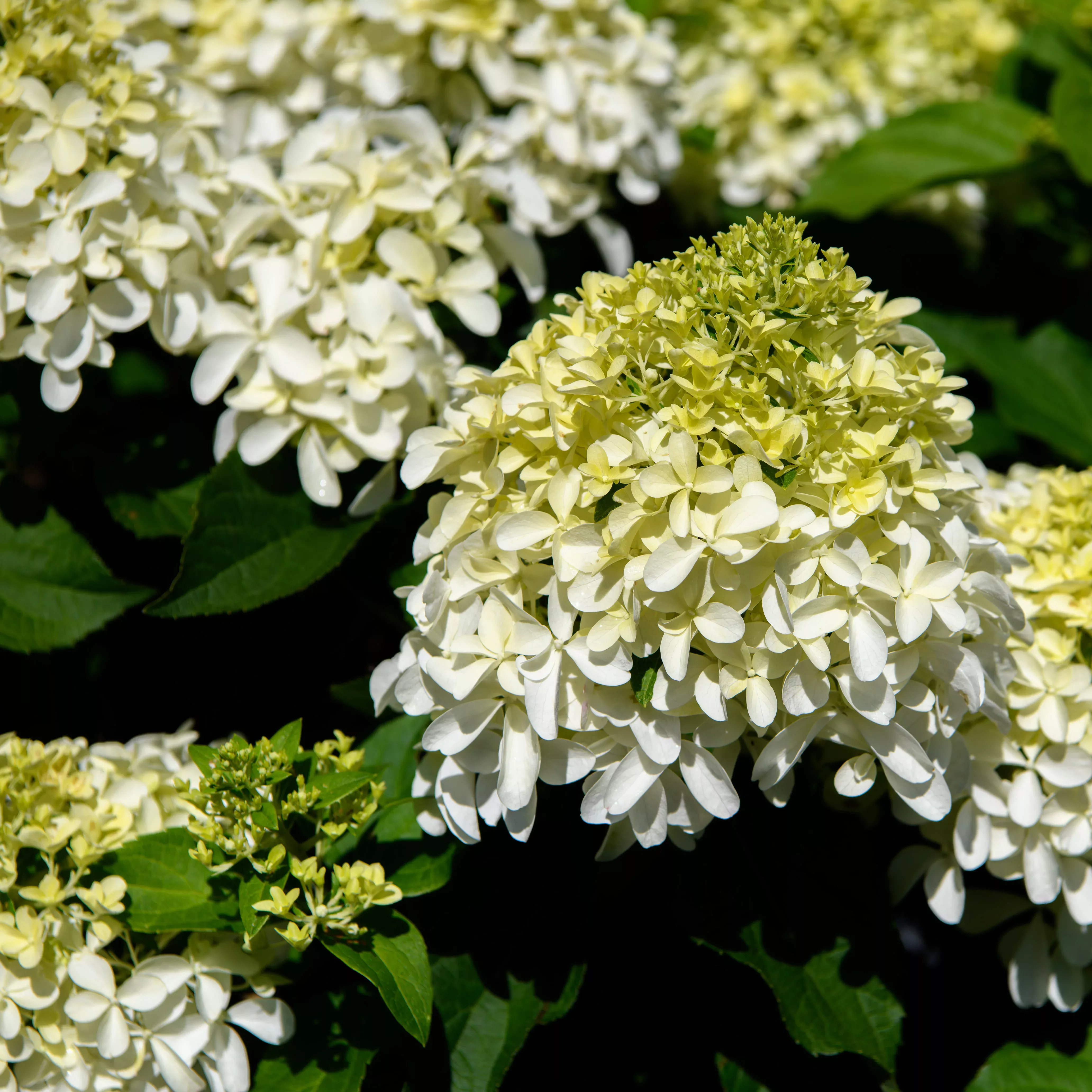 Hydrangea paniculata 'Limelight Prime'- (Shrub)