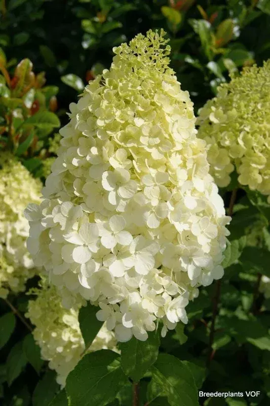Hydrangea Paniculata ‘Polar Bear’ Bush – Lime Green Flowers – Live Plant 5-7 Inch Tall