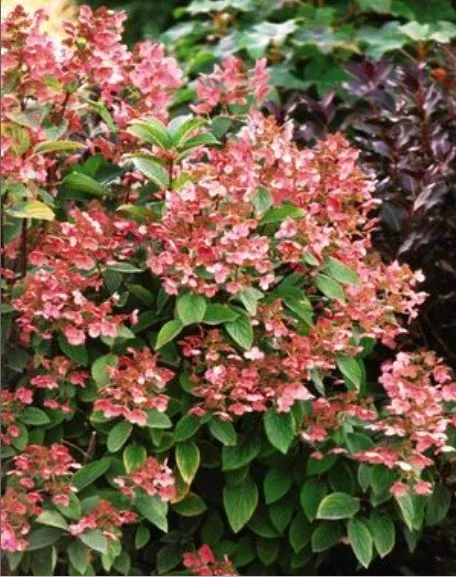 Hydrangea Quick Fire