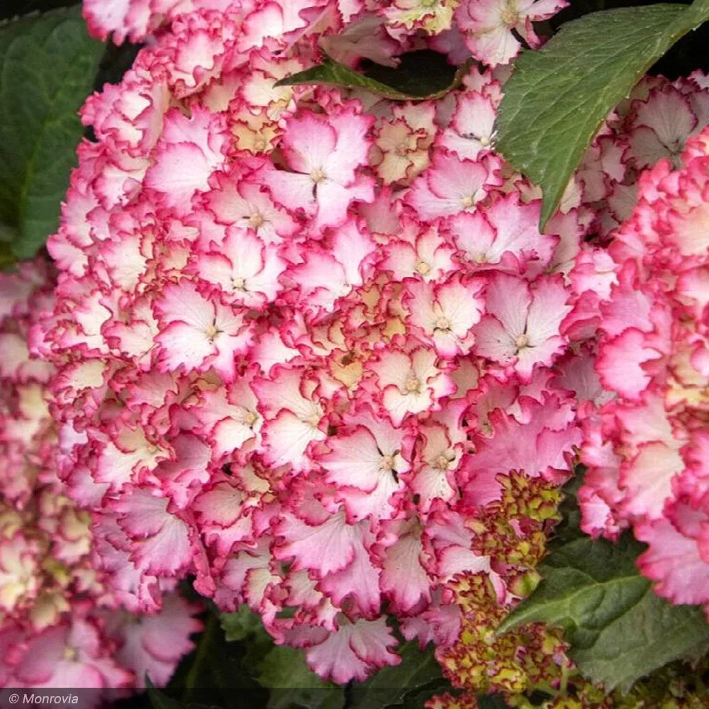 Hydrangea, Seaside Serenade, Fire Island #5