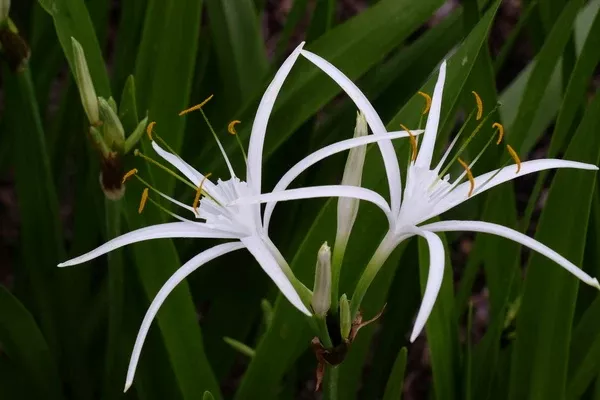 Hymenocallis durangoensis