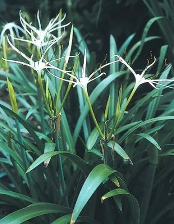 Hymenocallis maximiliani