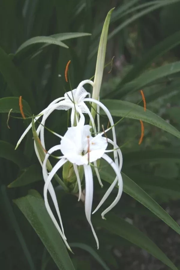 Hymenocallis riparia
