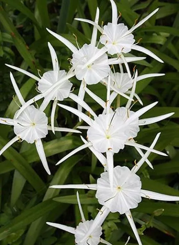 Hymenocallis traubii