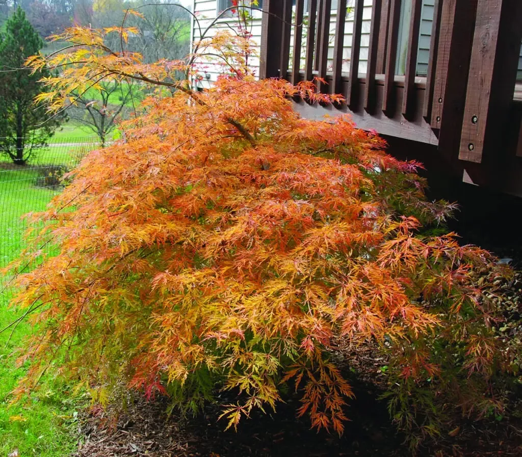 Ice Dragon Maple