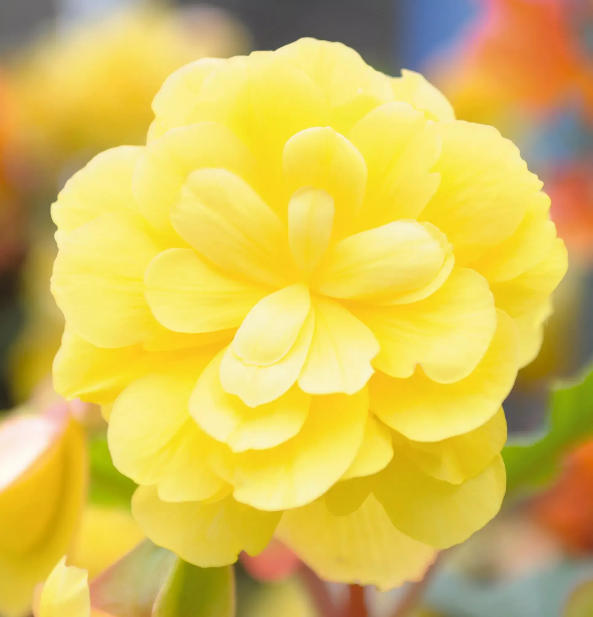 Illumination Lemon Begonia