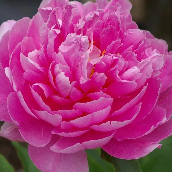Impossible Dream Itoh Peony