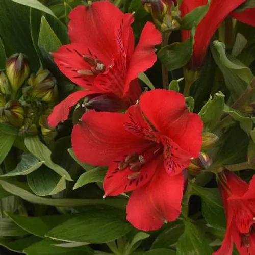 Inca Bandit™ Peruvian Lily
