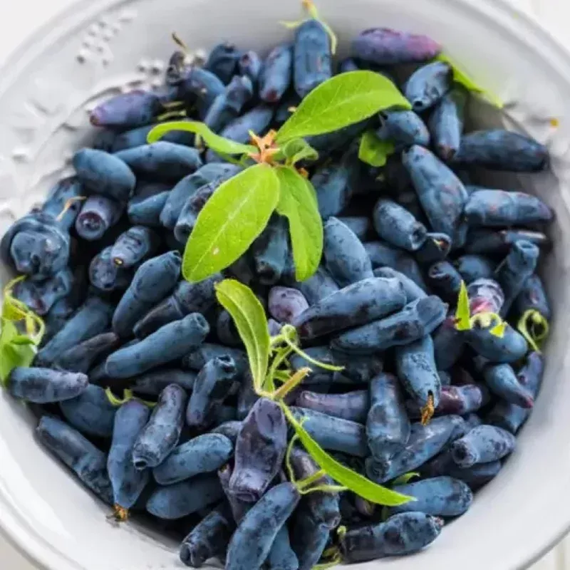 Indigo Honeyberry Live Plant – 6-12 Inch Tall Blue Honeysuckle Shrub