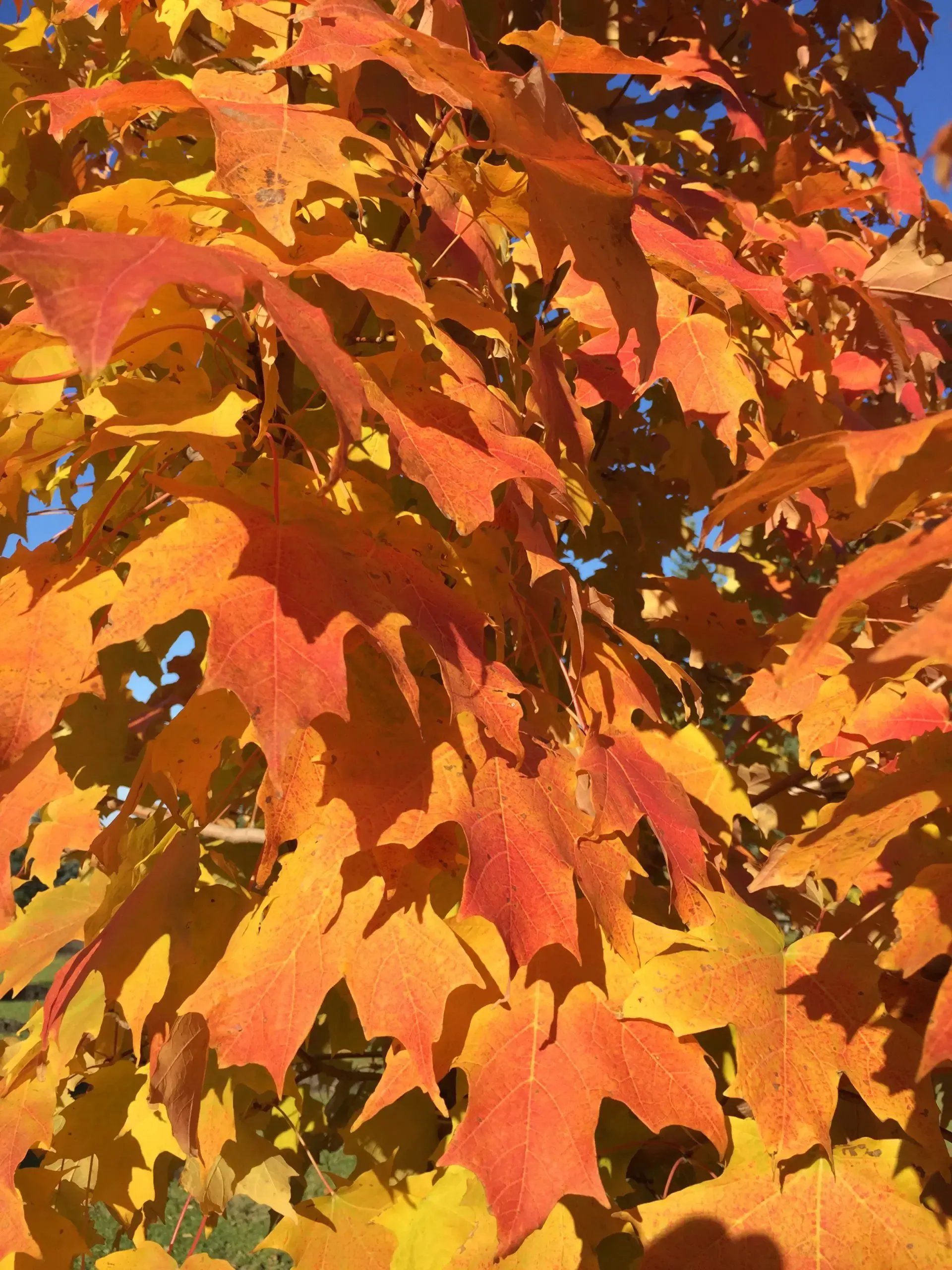 Inferno Sugar Maple