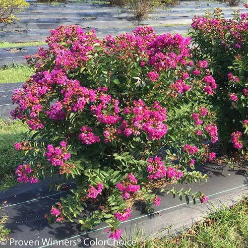 Infinitini Purple Crape Myrtle