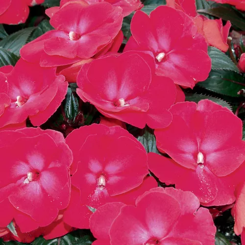 Infinity Cherry Red Impatiens