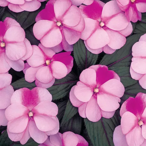 Infinity Pink Frost Impatiens