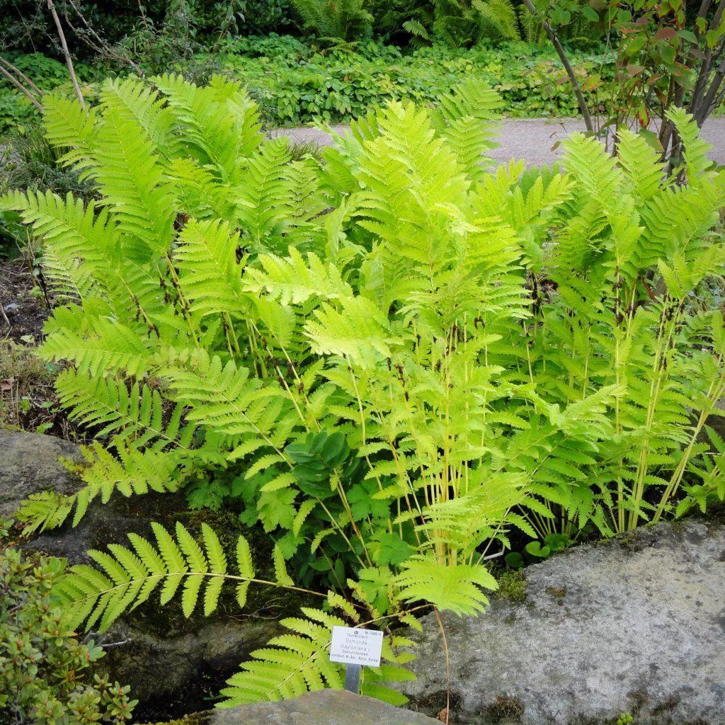 Interrupted Fern