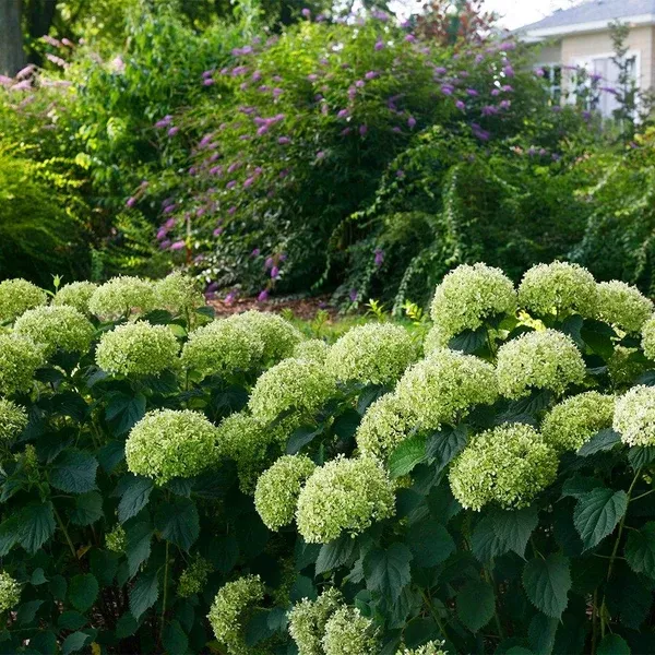 Invincibelle Limetta Smooth Hydrangea PW