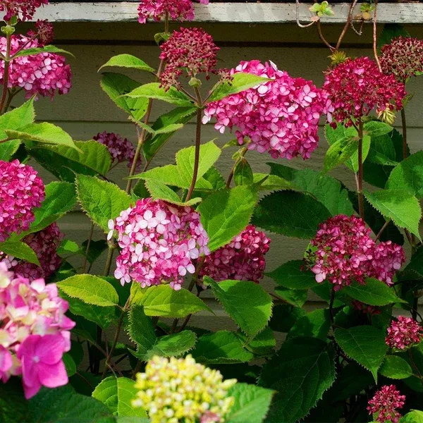 Invincibelle Ruby Smooth Hydrangea PW # 2 PW Cont