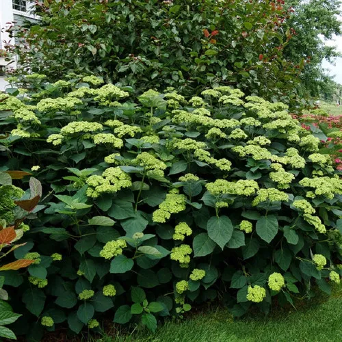 Invincibelle Sublime™ Hydrangea