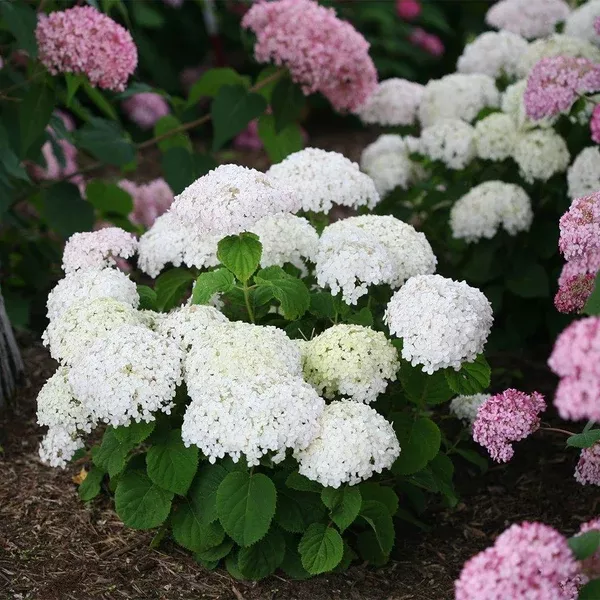 Invincibelle Wee White Smooth Hydrangea PW
