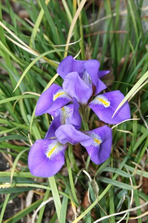 Iris cretensis
