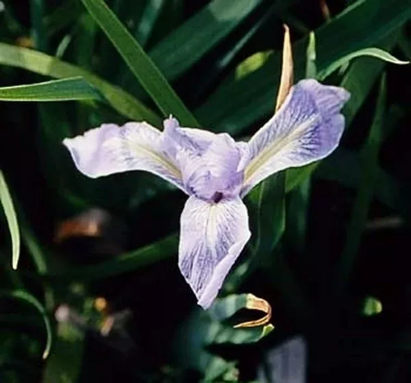 Iris douglasiana