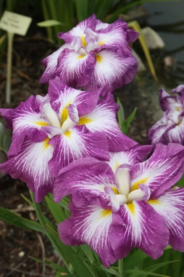 Iris ensata 'Agrippinella'