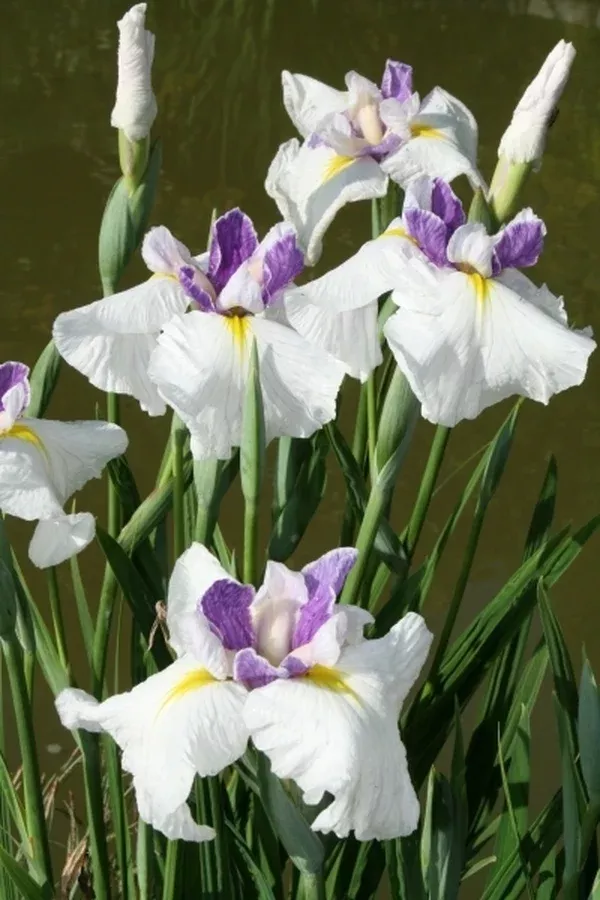 Iris ensata 'Queen's Tiara'