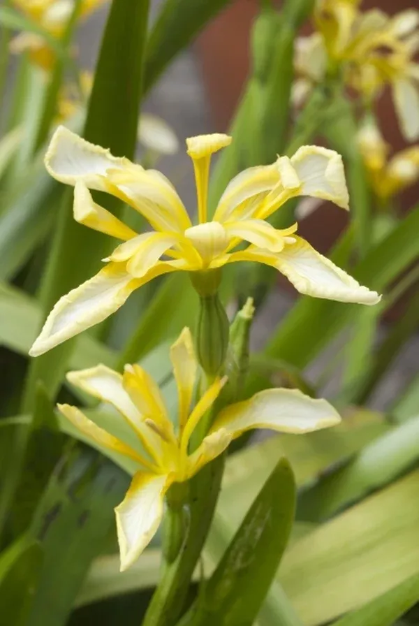 Iris foetidissima var. lutescens
