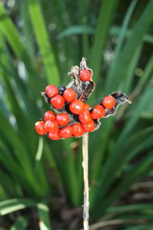 Iris foetidissima
