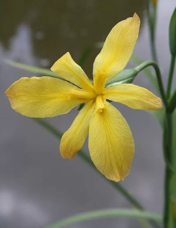 Iris fulva 'Lois'