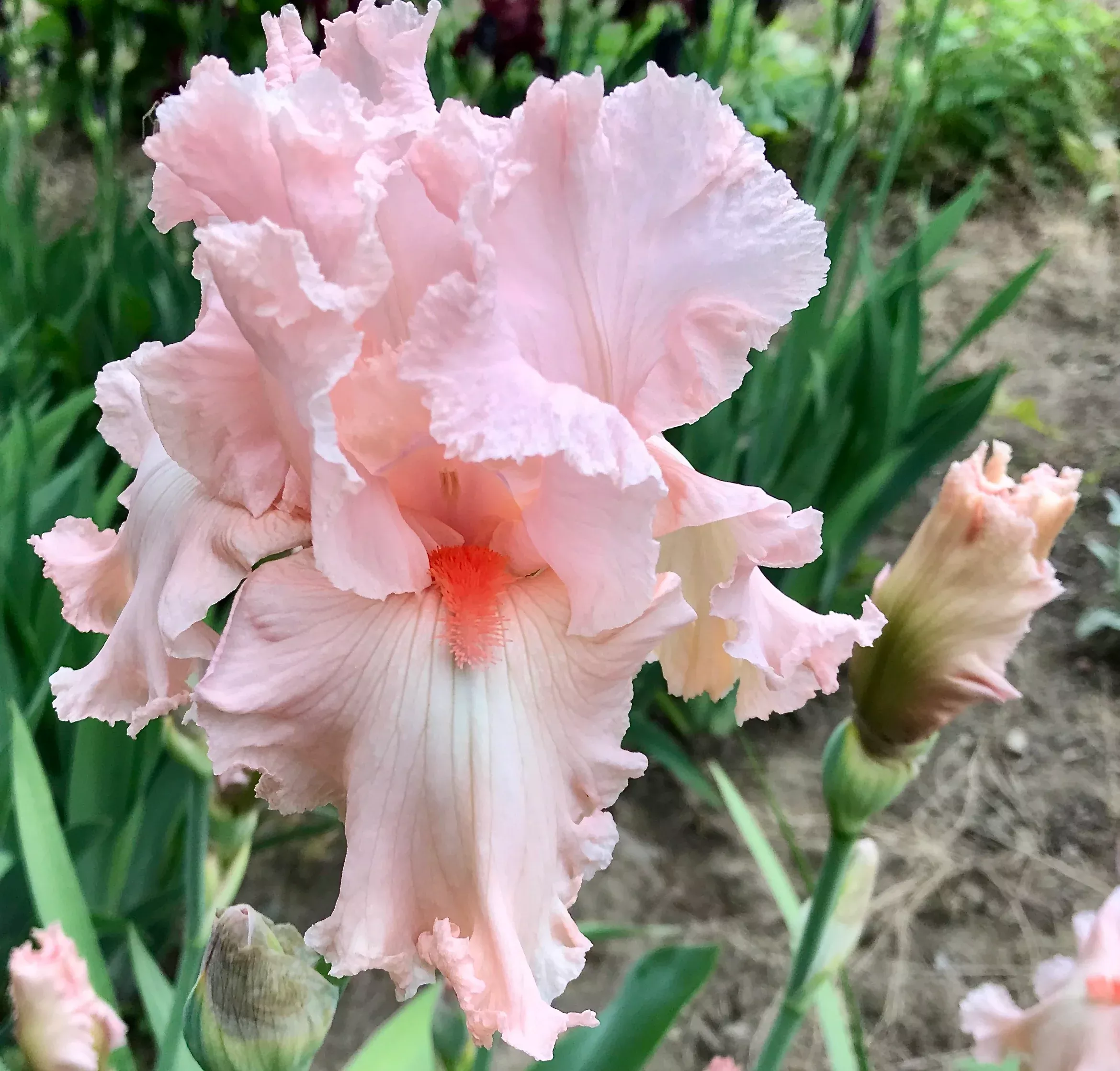 Iris germanica'Beverly Sills'