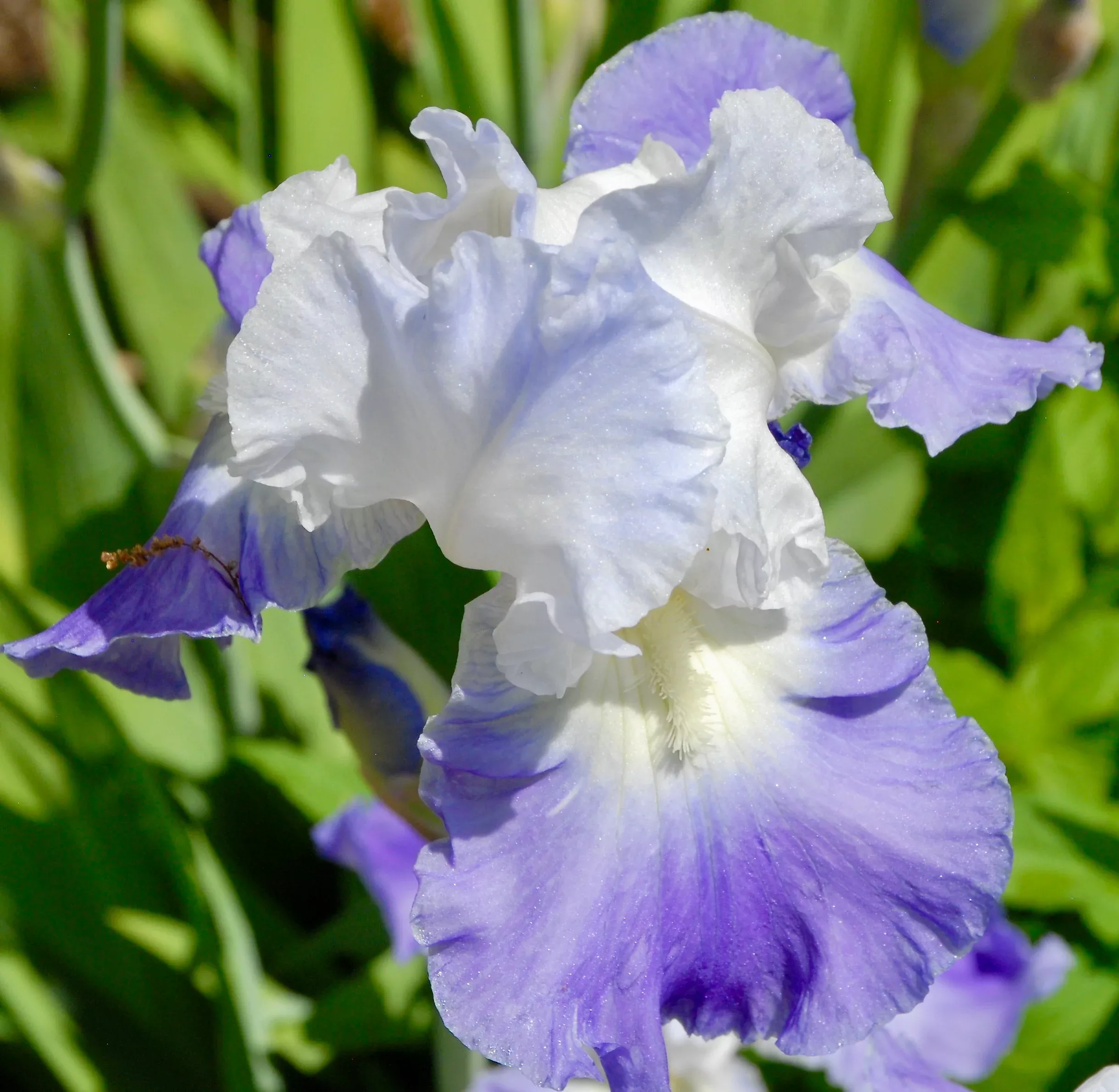 Iris germanica 'Clarence'